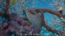 longnose hawkfish foto made with jvc camcorder by Jan De Vries 